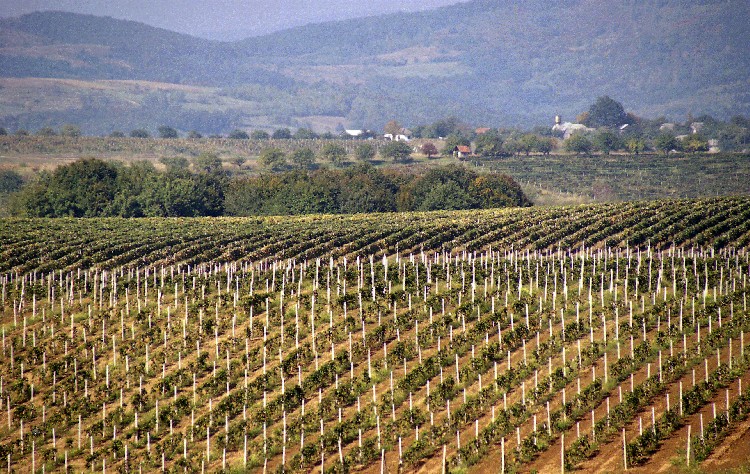 Виноградники заводу Леанка в Закарпатті